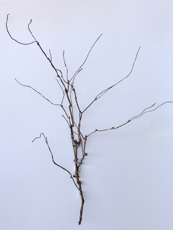 Twisted Willow Stem - Min 3